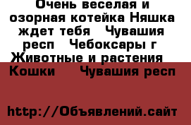 Очень веселая и озорная котейка Няшка ждет тебя - Чувашия респ., Чебоксары г. Животные и растения » Кошки   . Чувашия респ.